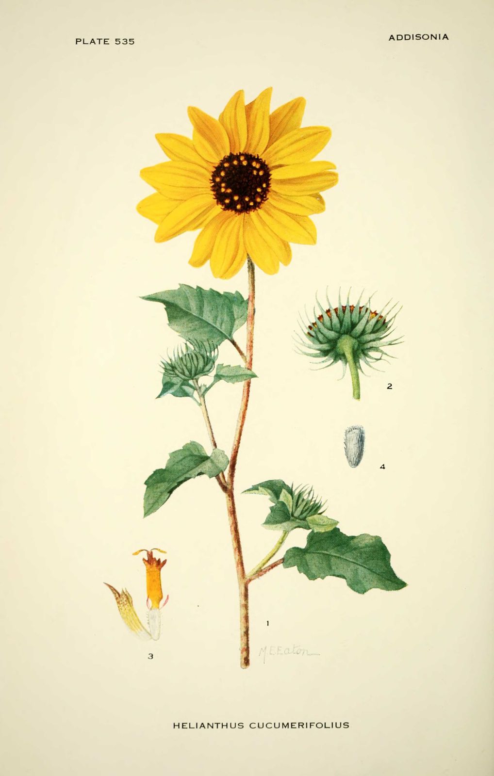 Dessin-illustration flore fleur helianthus cucumerifolius (debilis) - soleil, helianthe