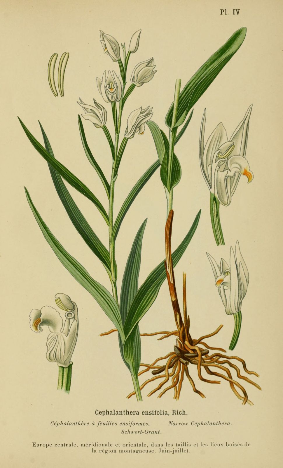 dessin-gravure orchidee - cephalanthere a feuilles ensiformes - cepha