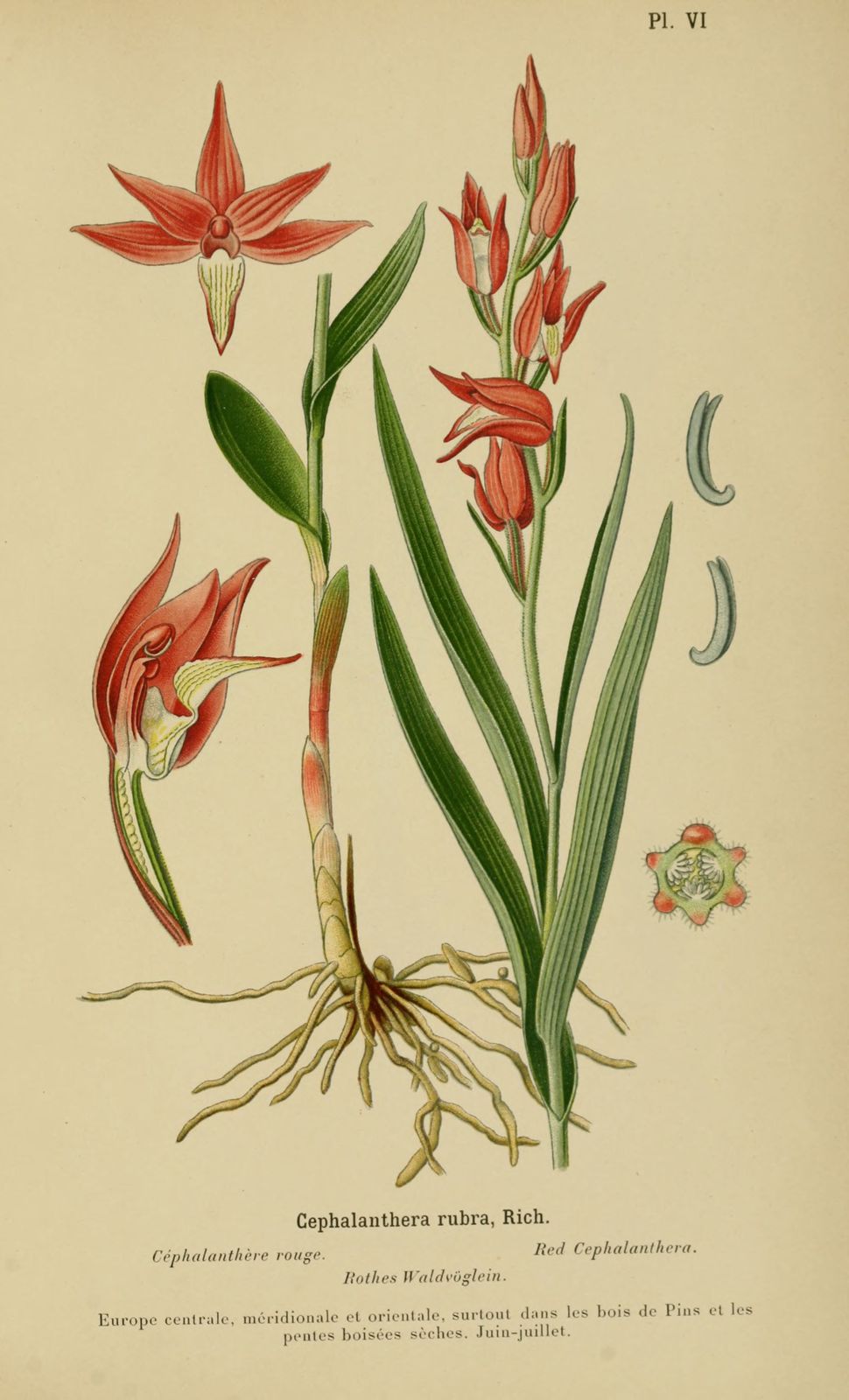 dessin-gravure orchidee - cephalanthere rouge - cephalanthera rubra