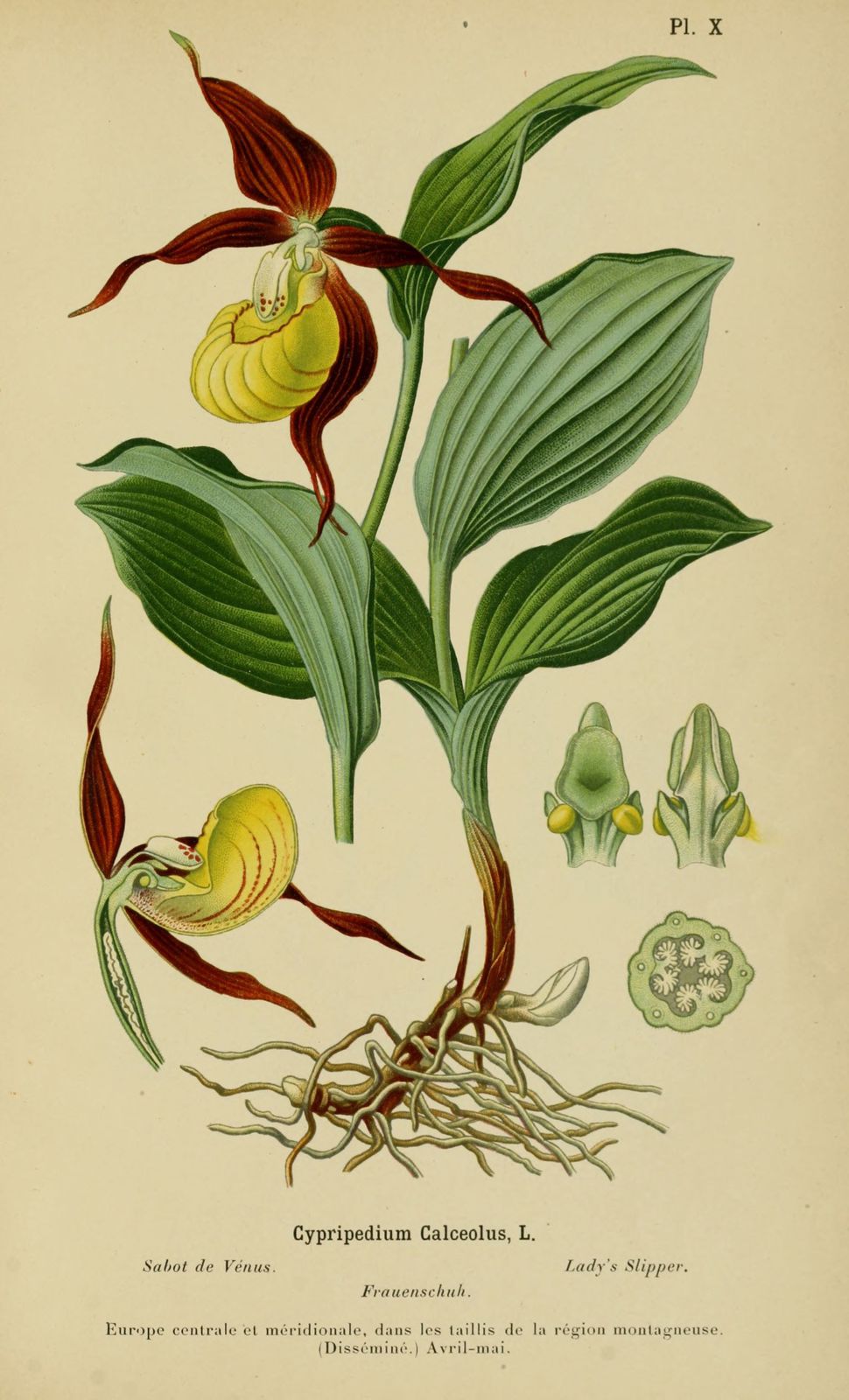 dessin-gravure orchidee - sabot de venus - cypripedium calceolus