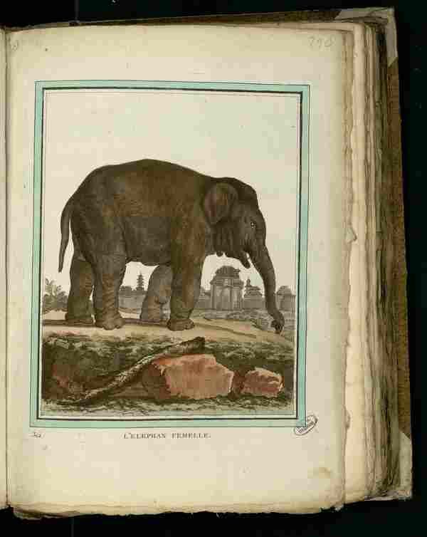Dessin-gravure mammifère quadrupède Buffon : elephant-femelle