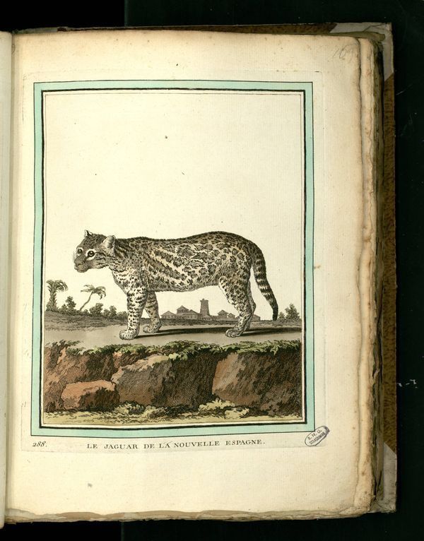 Dessin-gravure mammifère quadrupède Buffon : jaguar-nouvelle-espagne