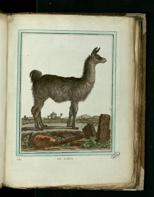 Dessin-gravure mammifère quadrupède Buffon : lama
