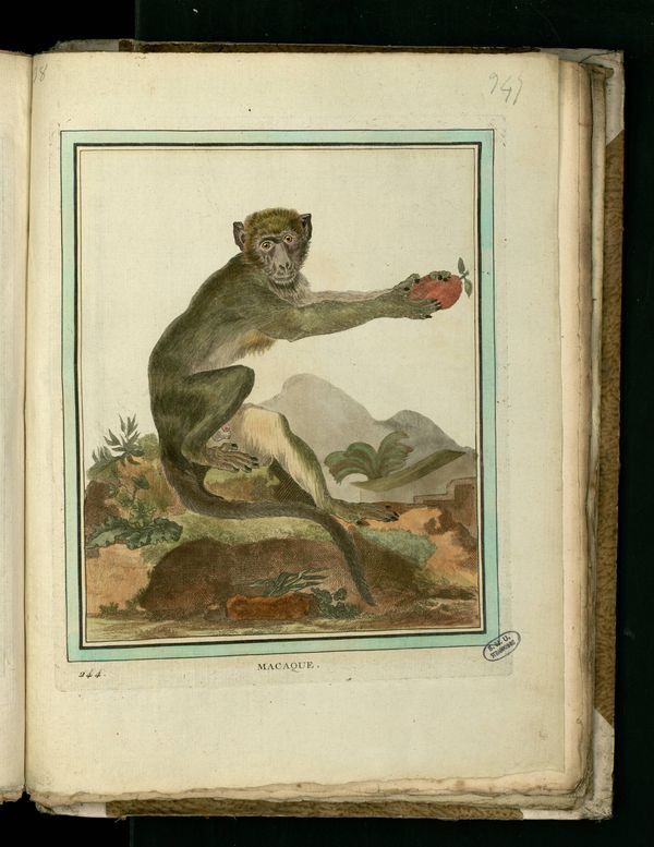 Dessin-gravure mammifère quadrupède Buffon : macaque