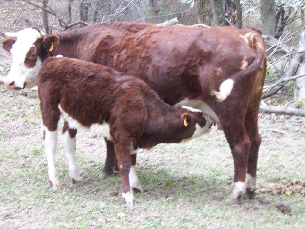 Photo animaux de ferme - veau tetant la vache
