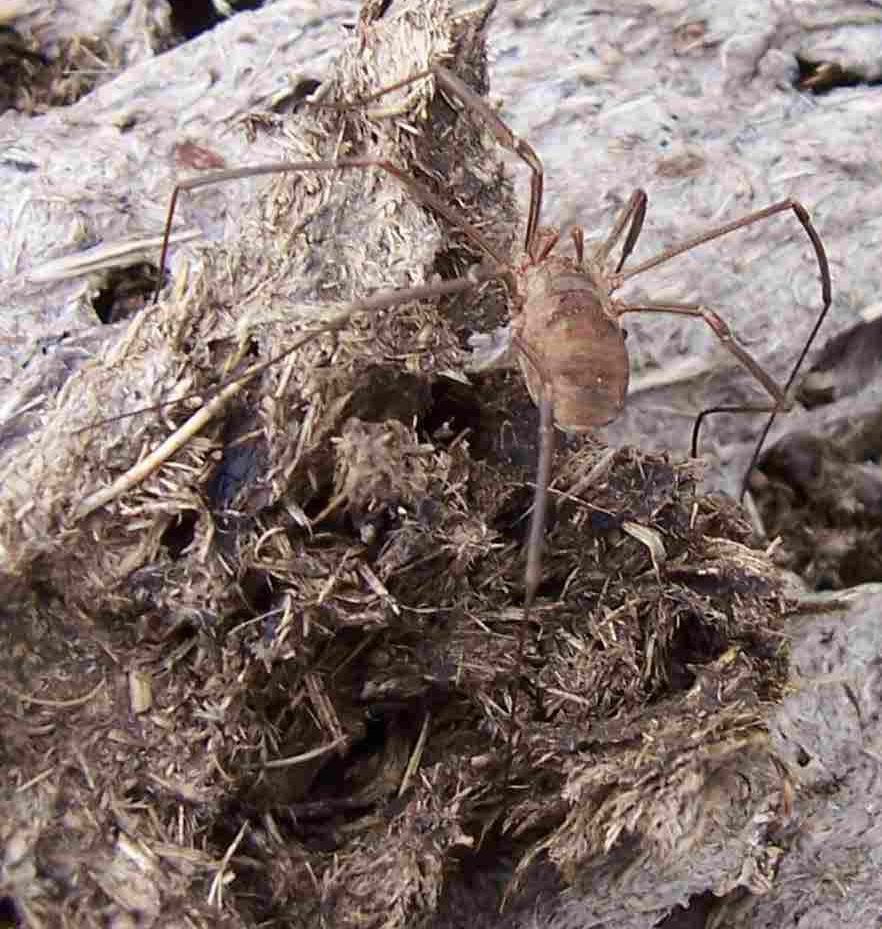 Photo animaux sauvages - arachnoide faucheux