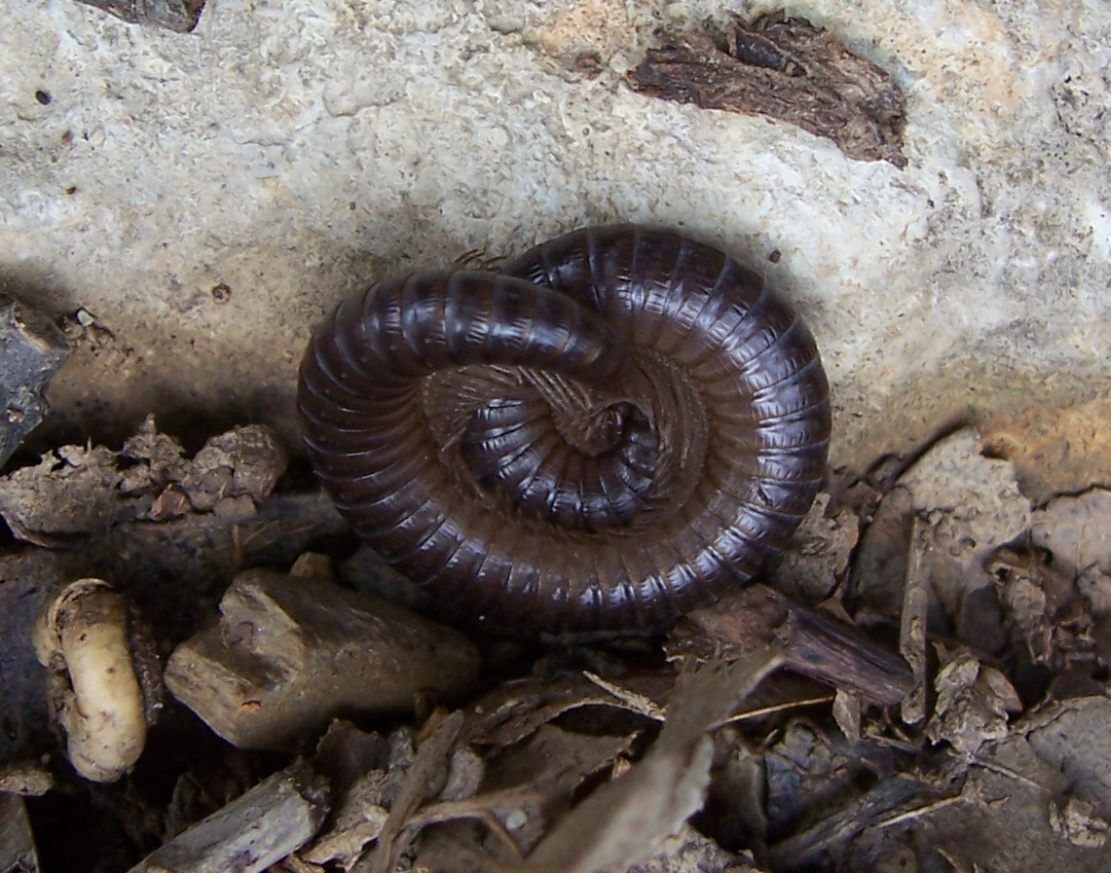Photo animaux sauvages - myriapode iule mille pattes