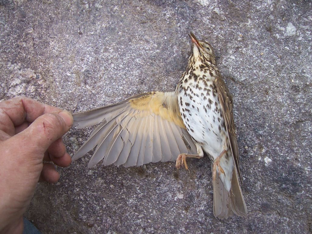 Photo animaux sauvages - oiseau grive trouvee morte a la ferme