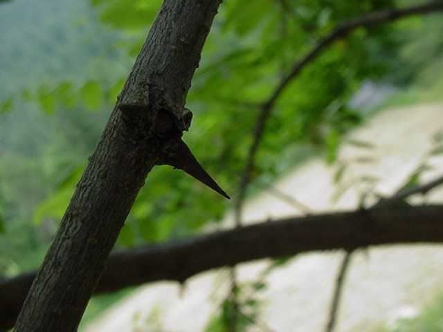 Photo arbre - epine de robinier faux acacia