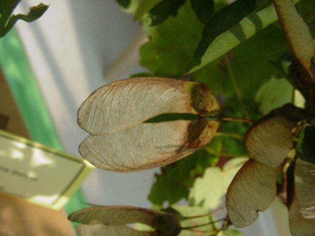 Photo arbre - fruits samare acer campestre-erable champetre