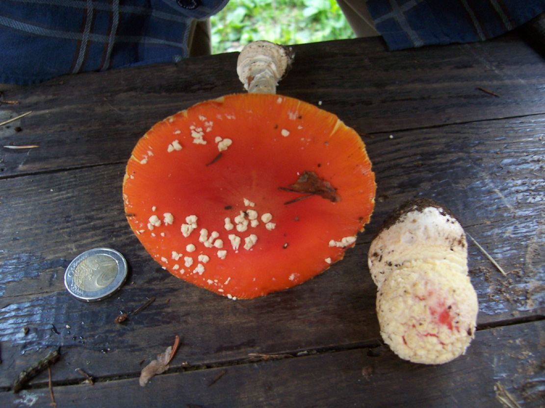Photo champignon - amanites tue-mouches chapeau