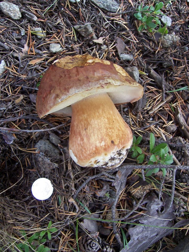 photo champignon - bolets pinophilus boletus pinocola cepes des