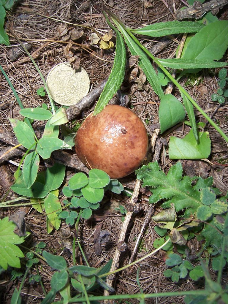 photo champignon comestible - nonette voilee vue de dessus