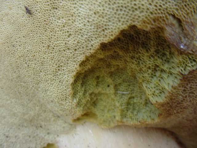 photo champignons - pores du cepe de bordeaux