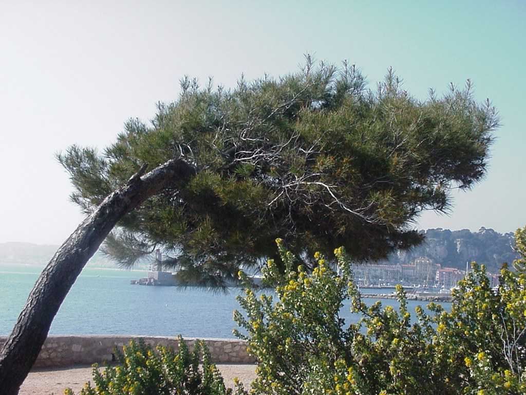 Photo paysage - pin et port de nice
