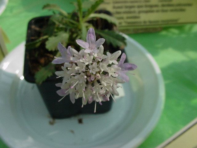 Photo fleur - sixalis atropurpurea ssp maritima-scabieuse