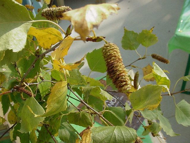 Photo fruit - betula pendula-bouleau