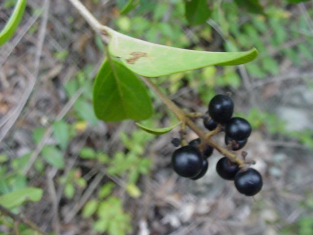 Photo fruit - ligustrum vulgare troene