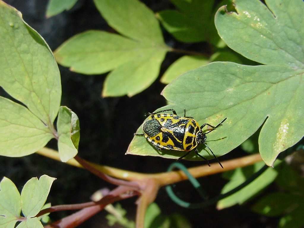 Photo insecte - punaise jaune et noire