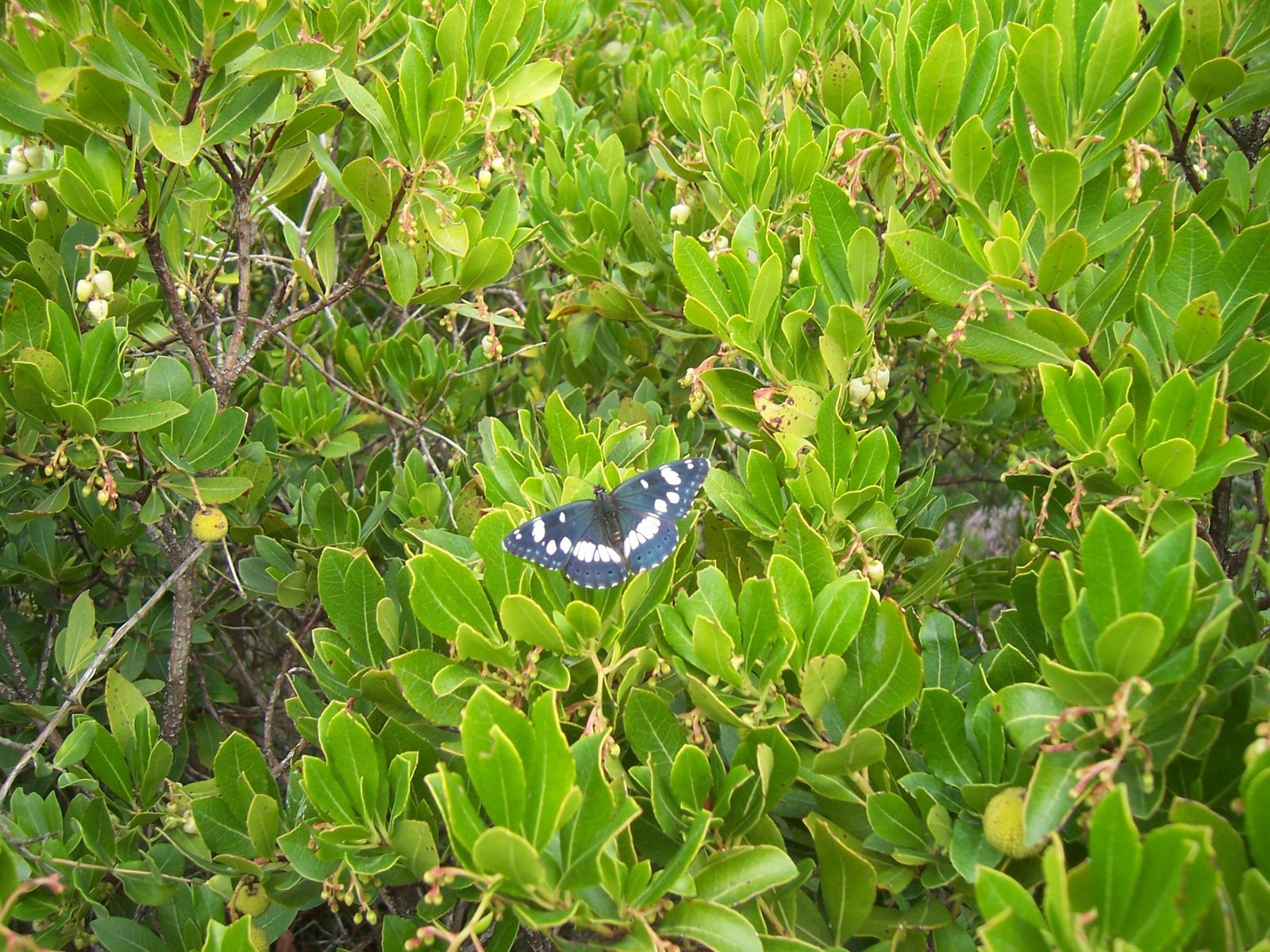 Photo papillon - azuritis reducta le sylvain azure sur arbousier