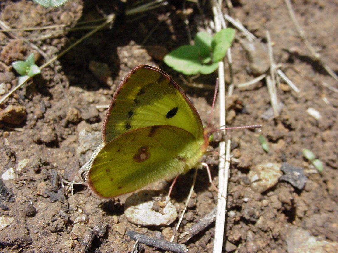 Photo papillon - colias alfacariensis fluore