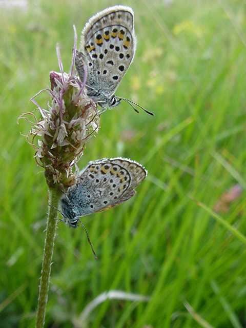 Photo papillon - couple azures