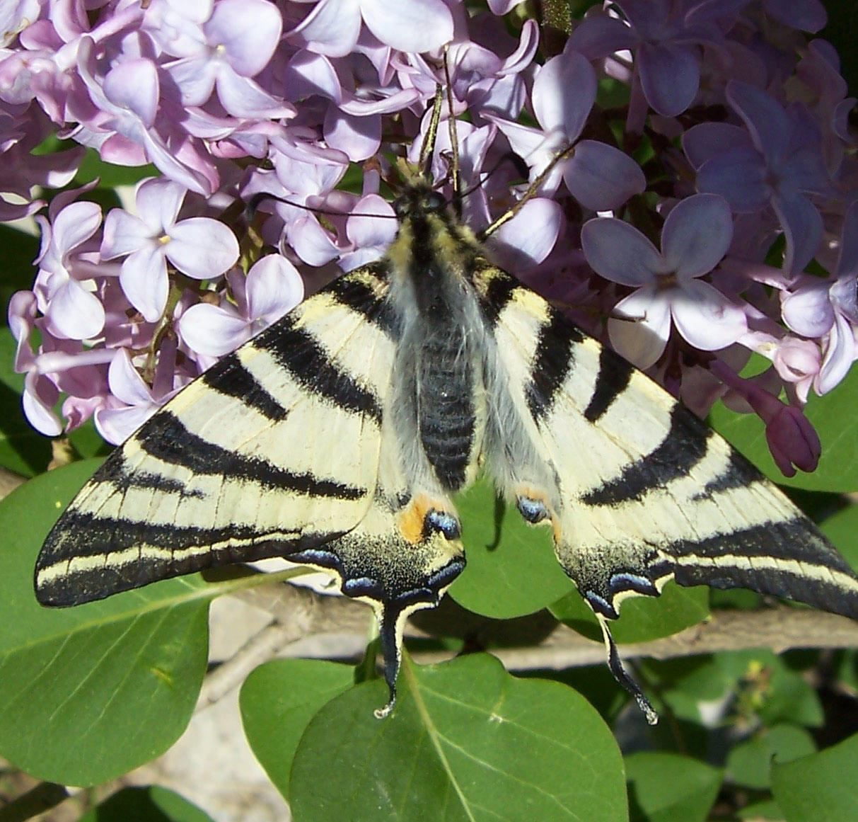 Photo papillon - flambe iphiclides podalirius