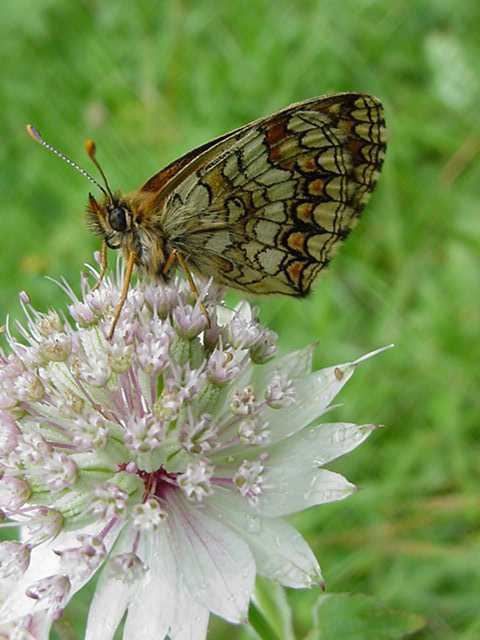 Photo papillon - melitee - mellicta
