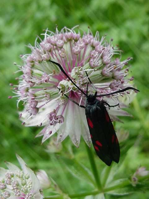 Photo papillon - zygene sur fleur astrance