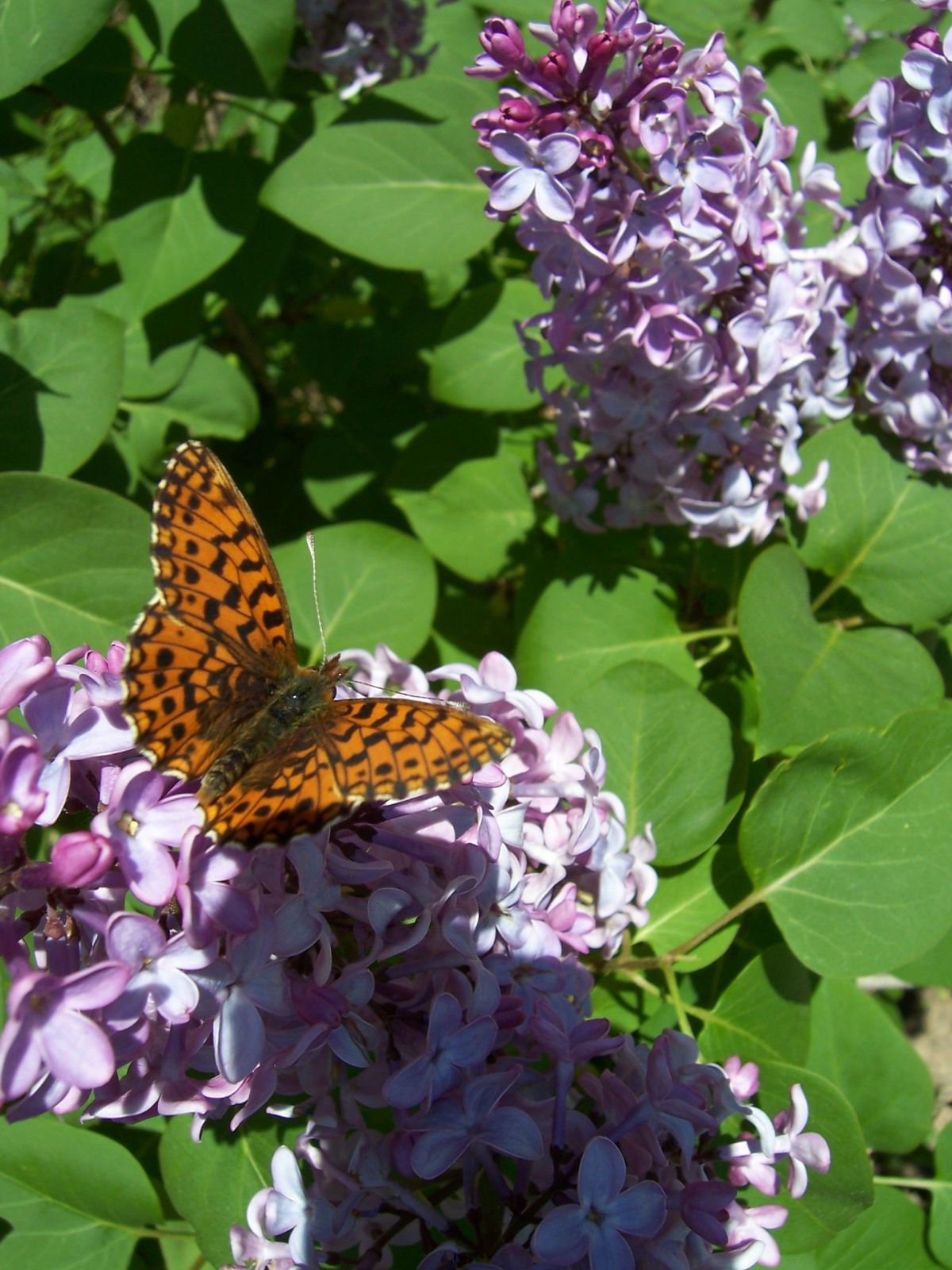 Photo papillon diurne - petite-violette clossiana dia
