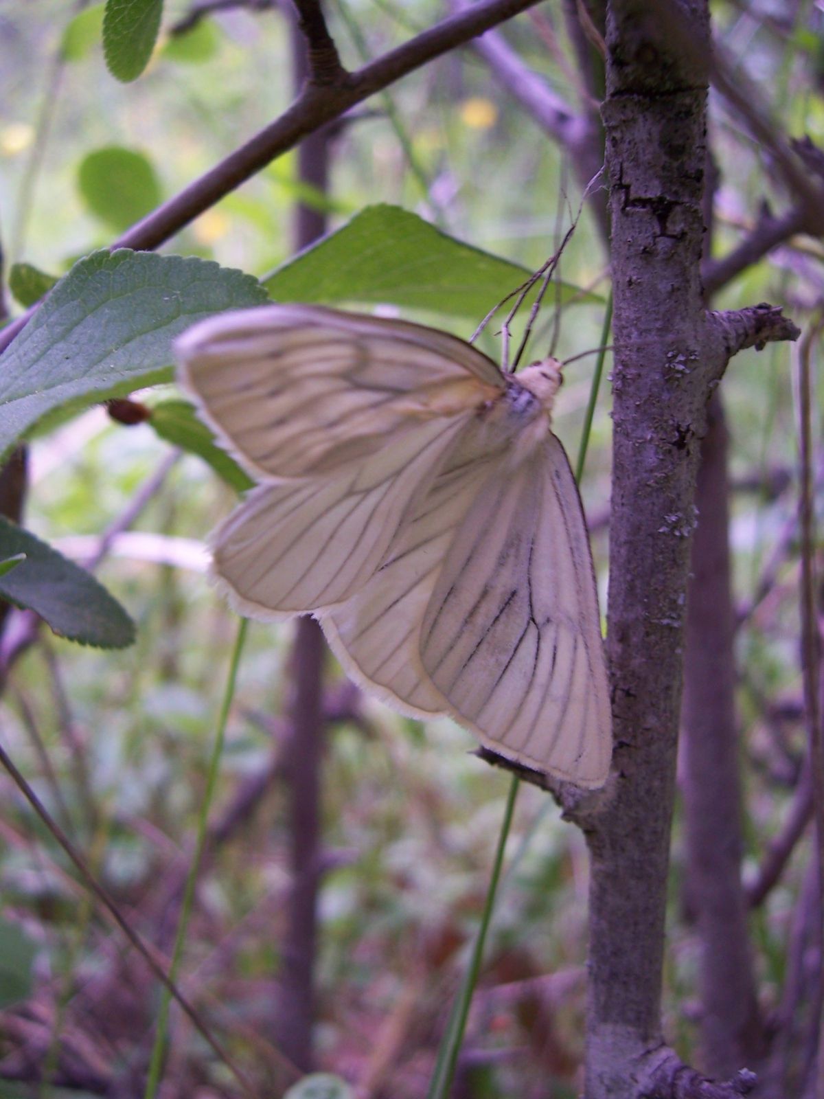 Photo papillon nocturne siona lineata geometridae