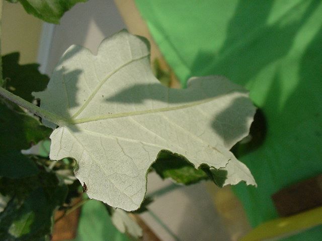 Photo feuille populus alba-peuplier blanc