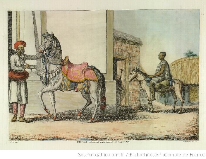 Dessin Inde Hindous : chevaux hindous.] Cheval richement caparaçonné et tattou