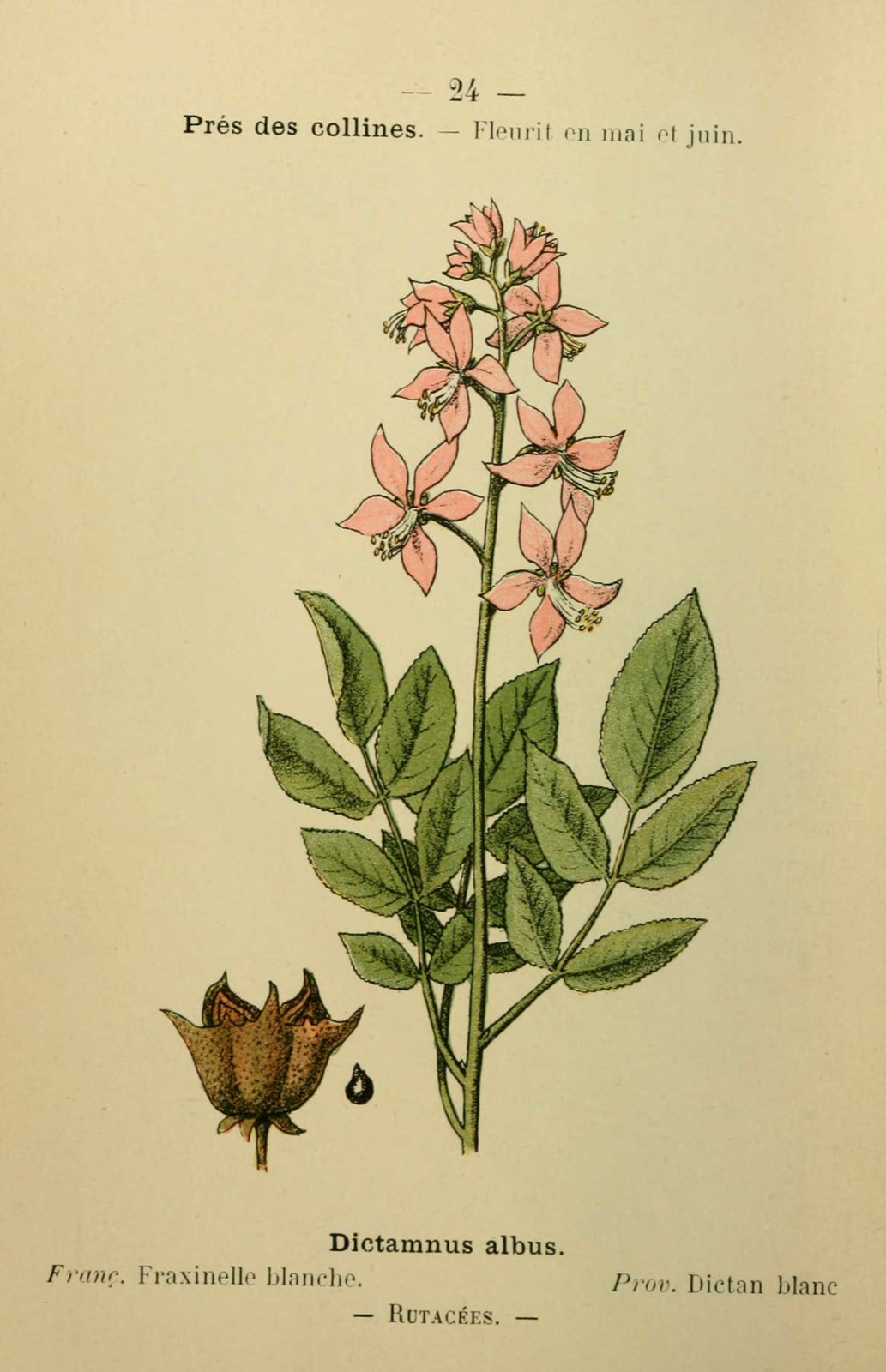 Dessin fleur méditerranée : fraxinelle blanche - dictammus albus