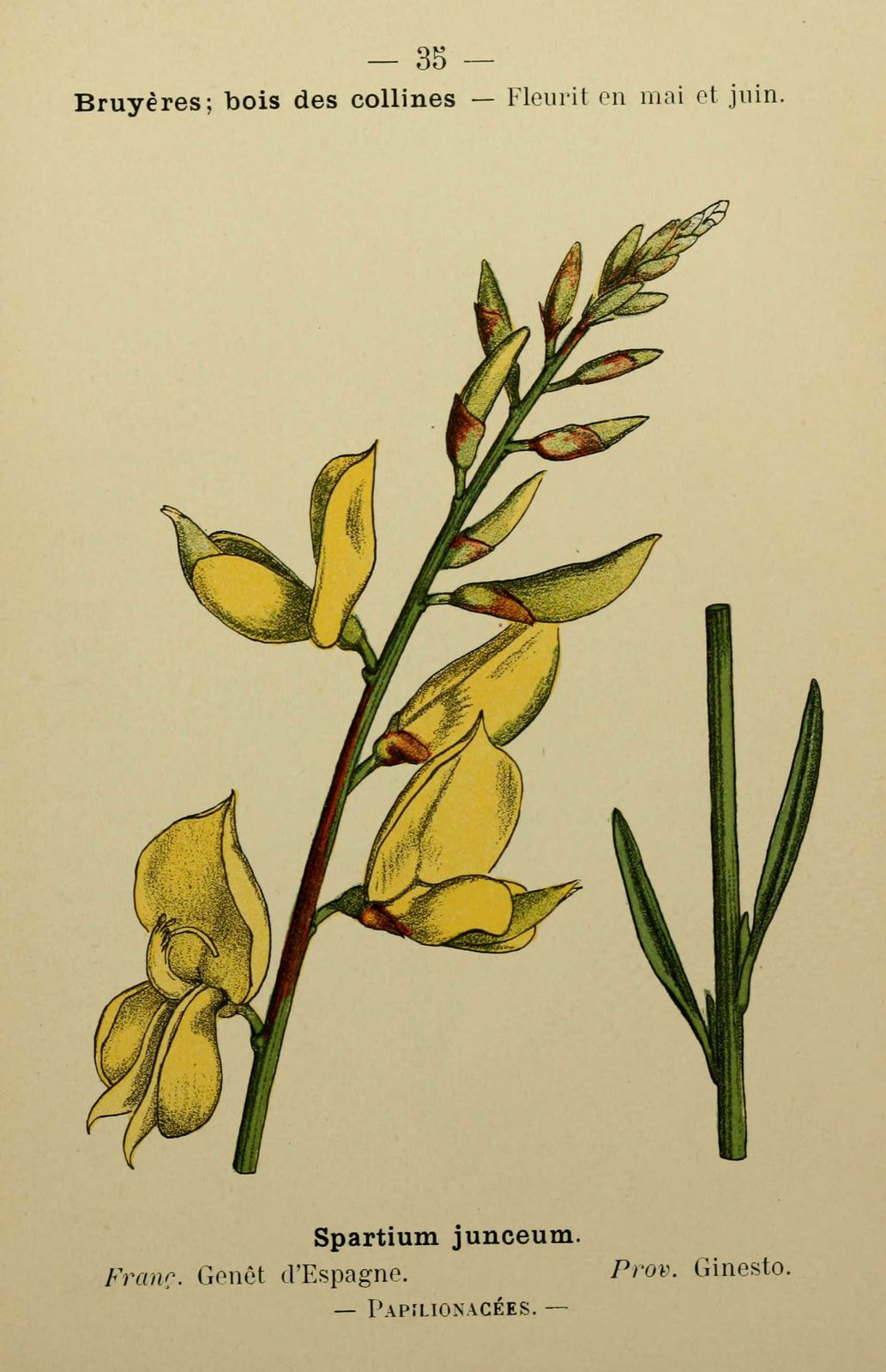 Dessin fleur méditerranée : genet d'espagne - spartium junceum