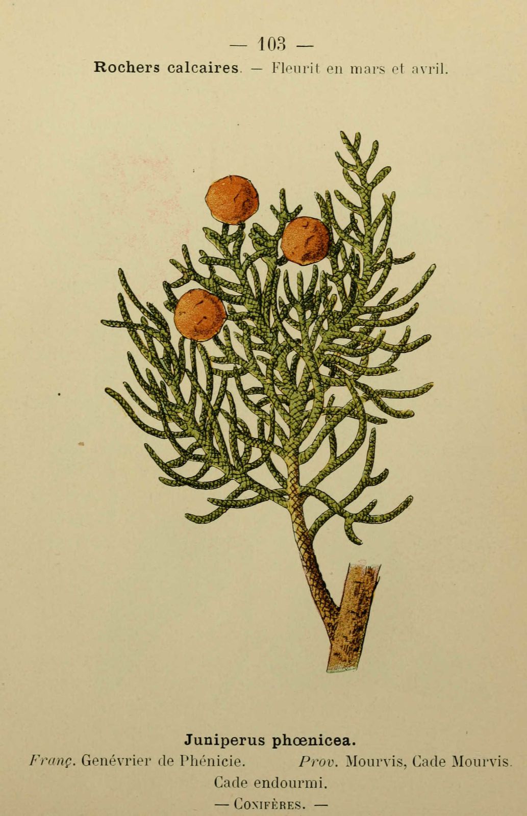 Dessin fleur méditerranée : genevrier de phenicie - juniperus phoenica