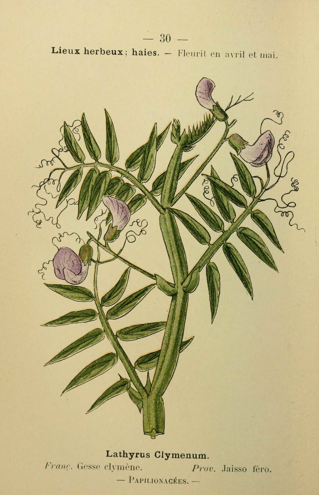Dessin fleur méditerranée : gesse clymene - lathyrus clymenum