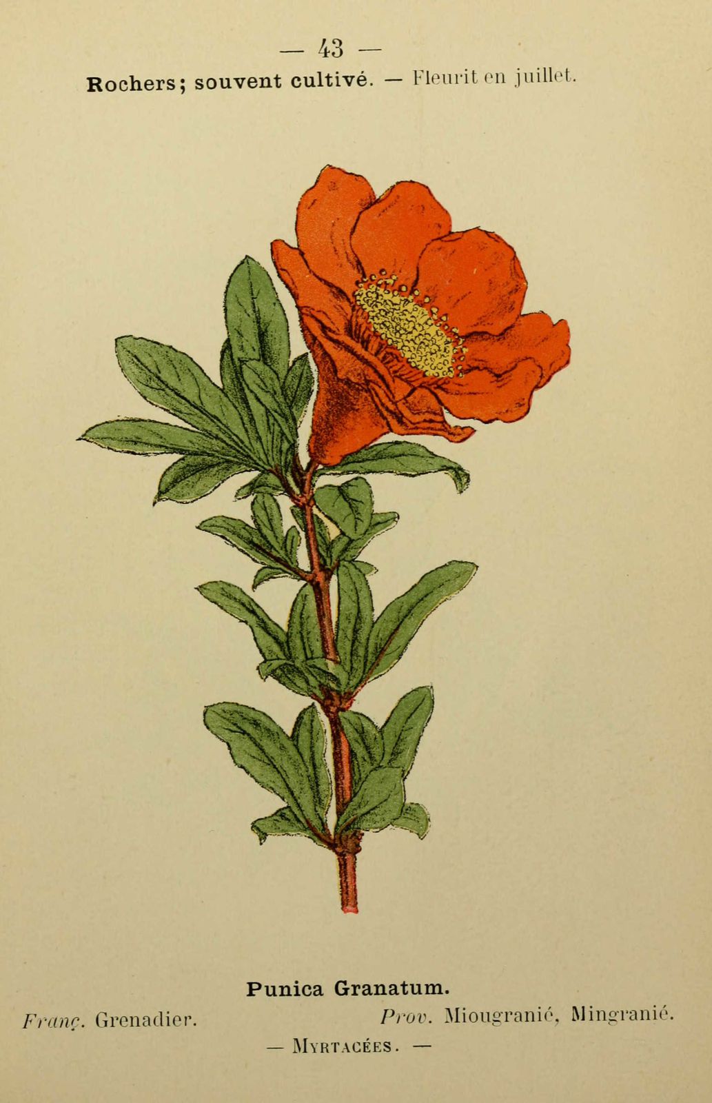 Dessin fleur méditerranée : grenadier - punica granatum