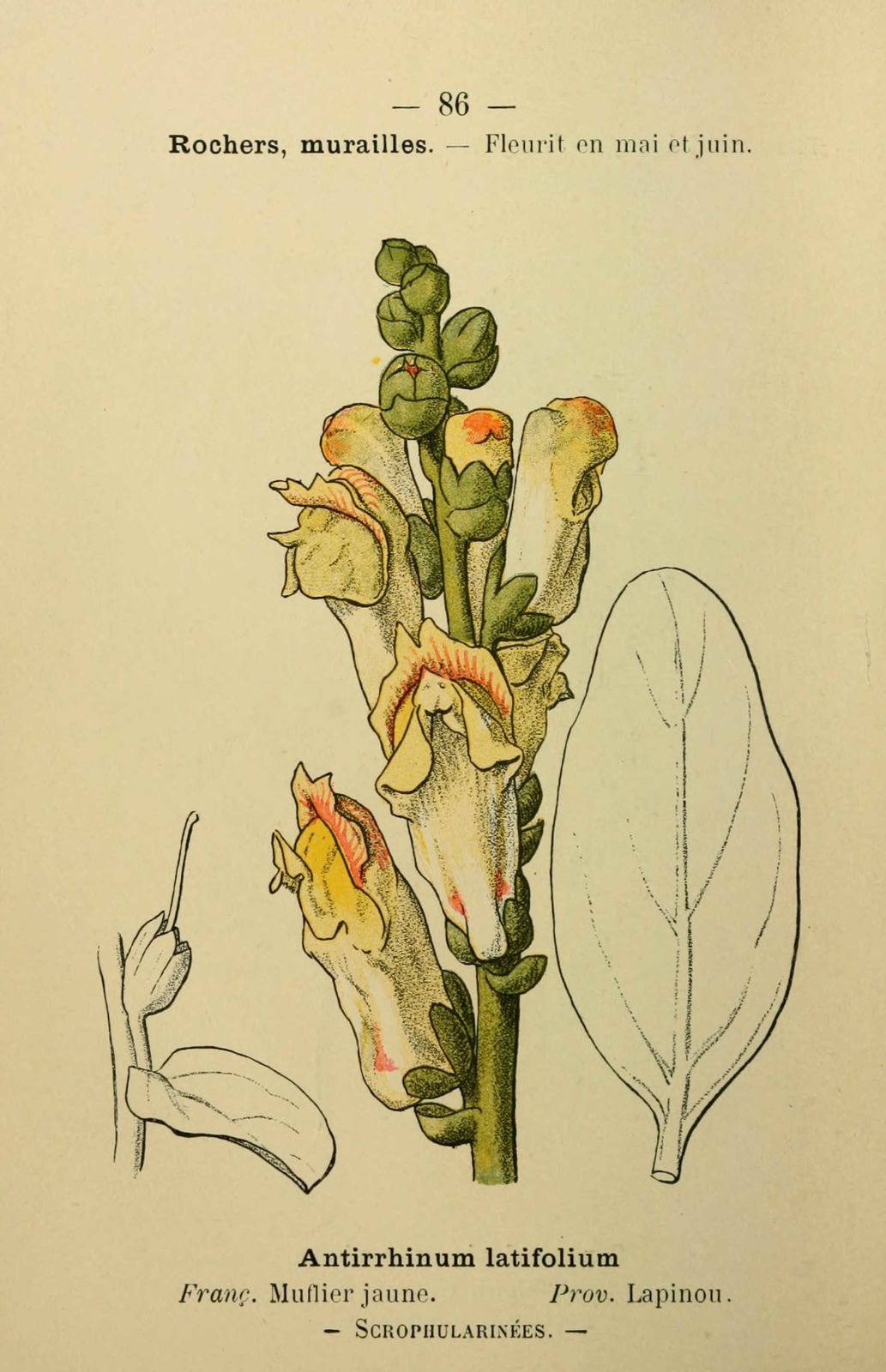Dessin fleur méditerranée : muflier jaune - antirrhinum latifolium