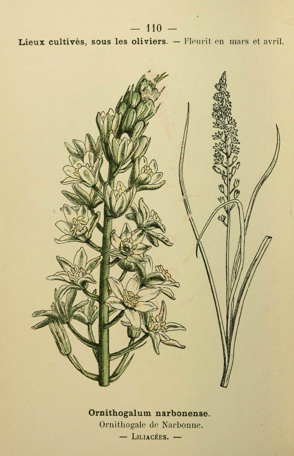 Dessin fleur méditerranée : ornithogale de narbonne - ornithogalum narbonense