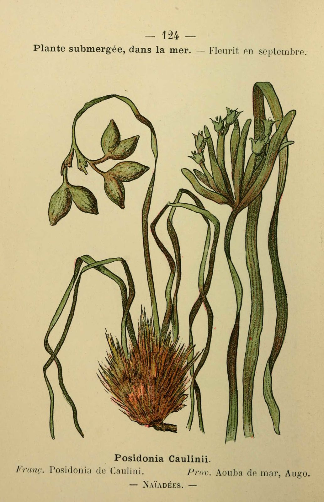 Dessin fleur méditerranée : posidonia de caulini - posidonia caulinii