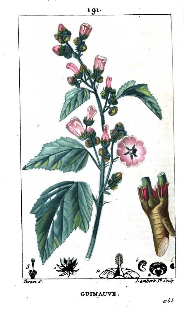 gravure plante medicinale guimauve