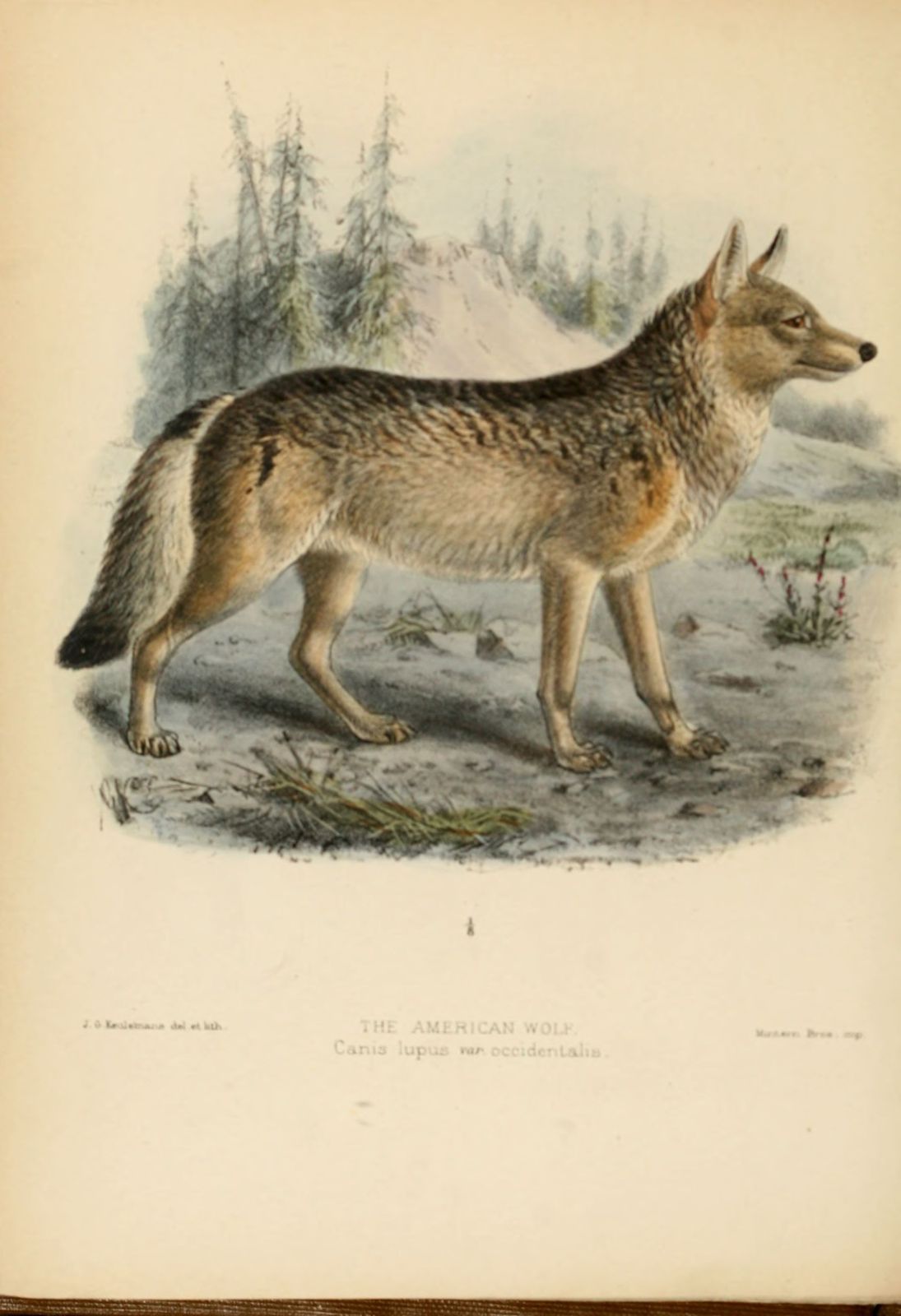 dessin-gravure 0074 loup d amerique - canis lupus occidentalis