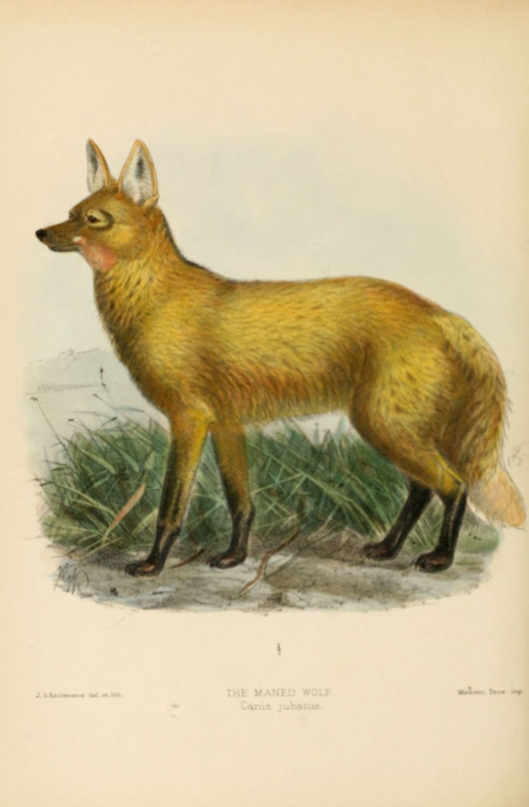 dessin-gravure loup rouge - canis jubatus