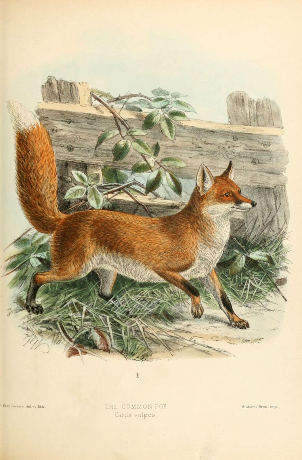 dessin-gravure renard commun ou roux - canis (vulpes) vulpes