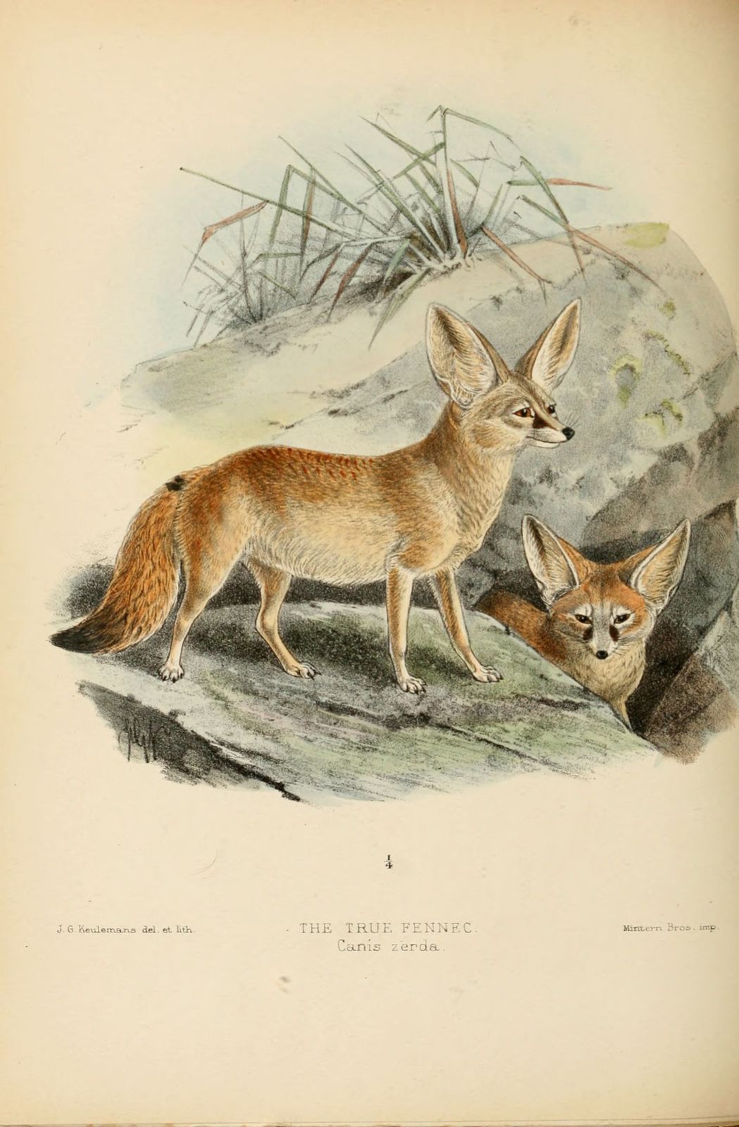 dessin-gravure fennec vrai ou renard du sahara - canis (vulpes) zerda