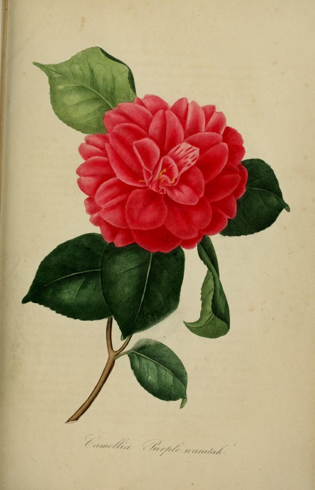 10333 camellia pourpre warratah - camellia japonica purple 