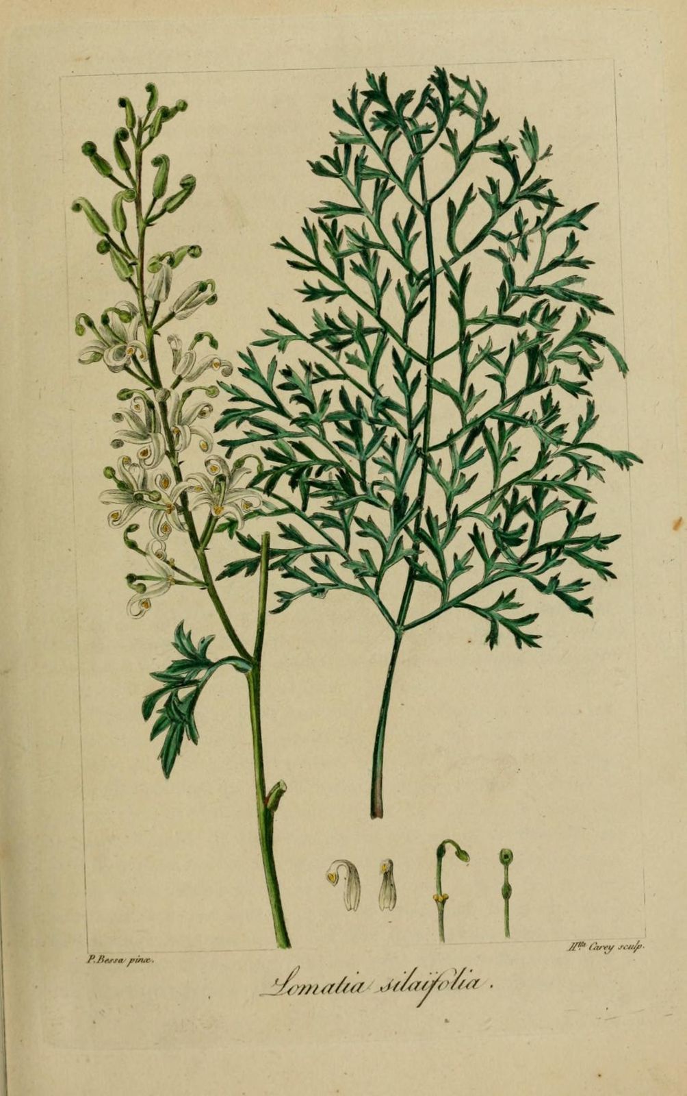 20015 lomatie a feuilles de silaus - lomatia silaifolia
