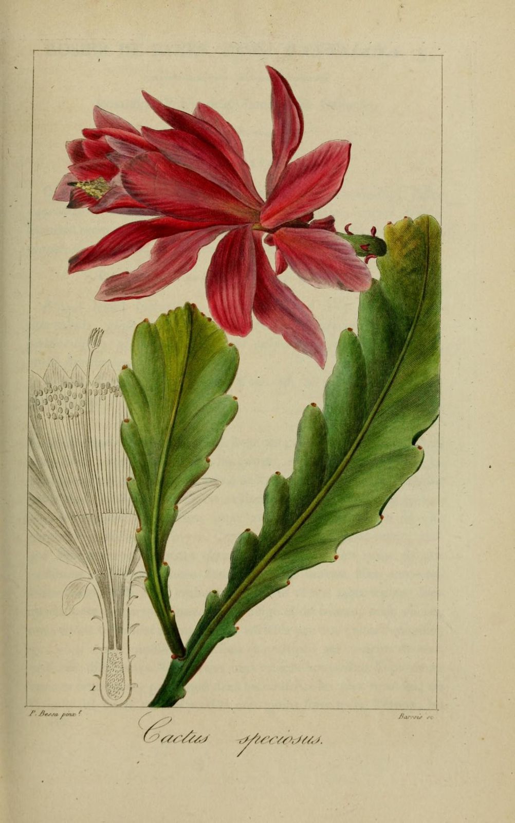 30137 cactier rose - cactus speciosus