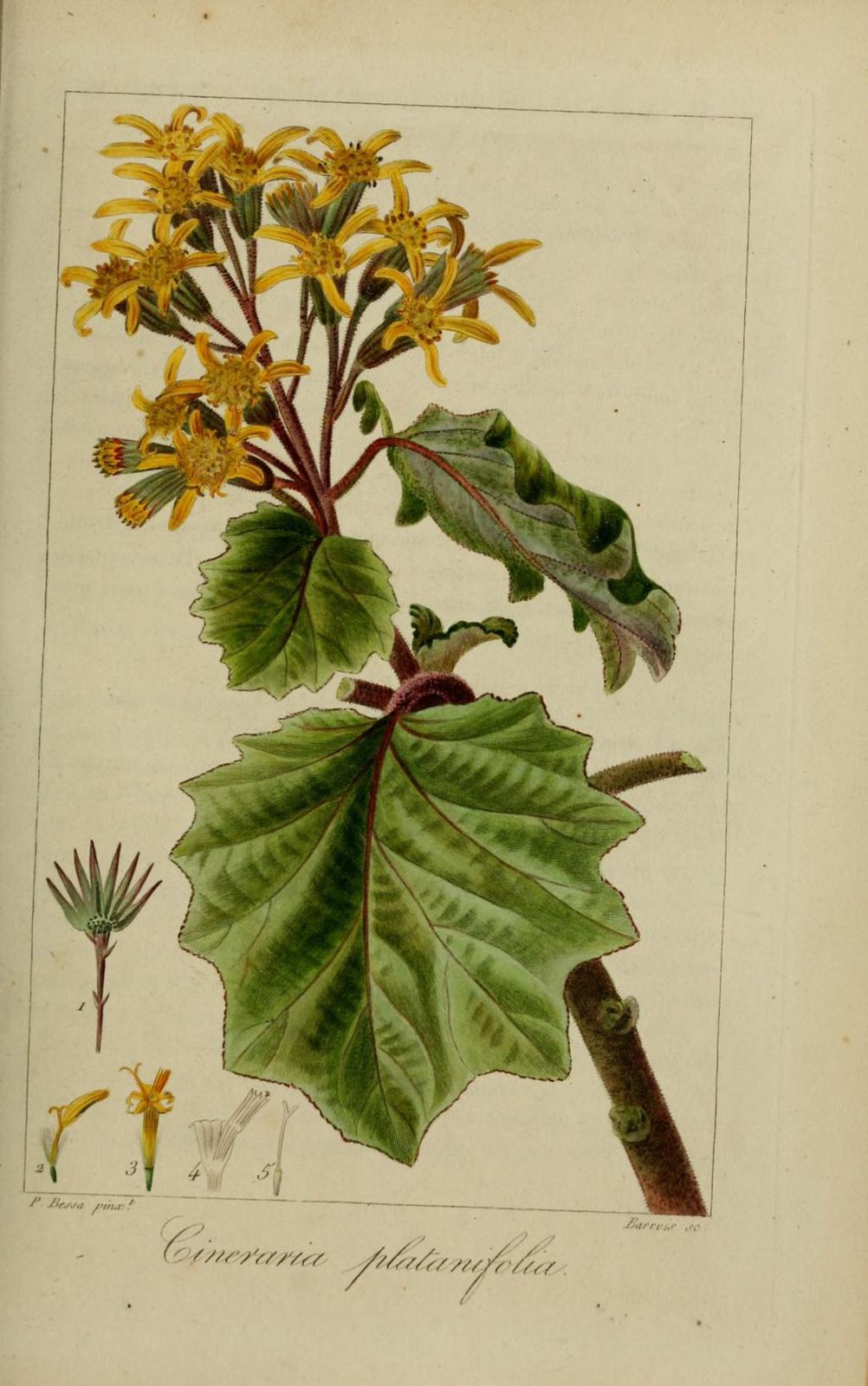 30201 cineraire a feuilles de platane - cineraria platanifo